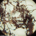 Микроскоп Levenhuk Rainbow D50L PLUS, 2 Мпикс, Moonstone\Лунный камень